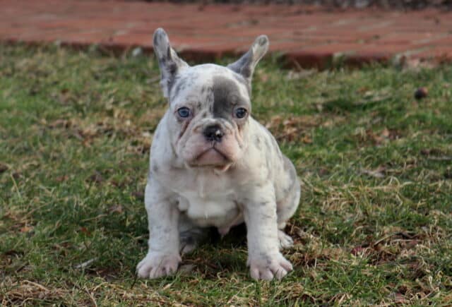 Blue merle French Bulldog puppy sitting on grass outdoors, showcasing a stocky build, short legs, upright bat ears, blue-gray mottled coat, light-colored eyes, and a wrinkled face with a calm, alert expression. image