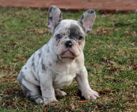 Cookies & Cream Frenchie2