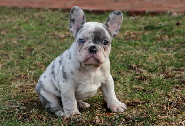 Blue merle French Bulldog puppy sitting on grass outdoors, featuring a compact, muscular body, upright bat ears, blue-gray and white speckled coat, bright blue eyes, and a wrinkled face with a curious, gentle expression. image