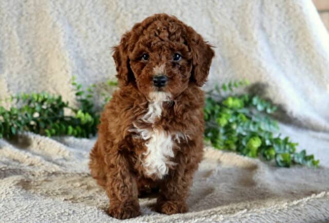 Cooper Mini Poodle image