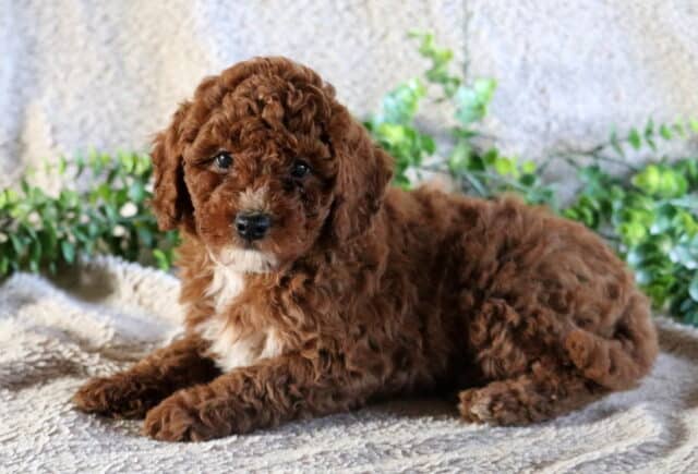 Cooper Mini Poodle2 image
