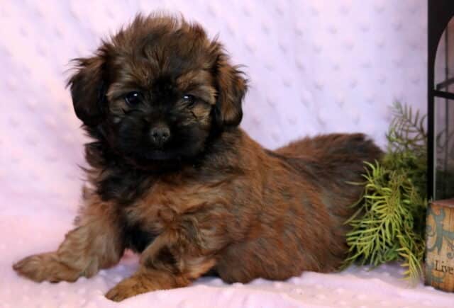 Cupid Shihpoo2 image