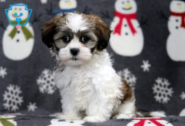 Shichon puppy sitting on a winter-themed blanket with snowmen and snowflakes, featuring a fluffy white coat with brown markings, dark expressive eyes, and a soft teddy bear face. image