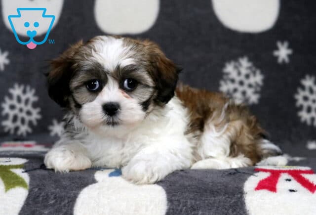 Shichon puppy lying on a cozy winter-themed blanket, showing a fluffy white coat with soft brown markings, round dark eyes, and a sweet, calm expression against a snowflake background. image
