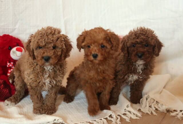D Litter Mini Goldendoodle image