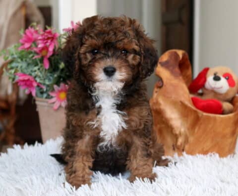 Chocolate and white Cavapoo puppy sitting on a fluffy white blanket with a curly coat, white chest markings, and dark expressive eyes, photographed indoors beside pink flowers and a plush toy