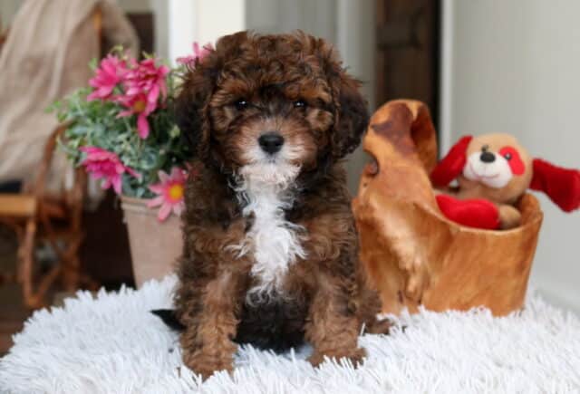 Chocolate and white Cavapoo puppy sitting on a fluffy white blanket with a curly coat, white chest markings, and dark expressive eyes, photographed indoors beside pink flowers and a plush toy image