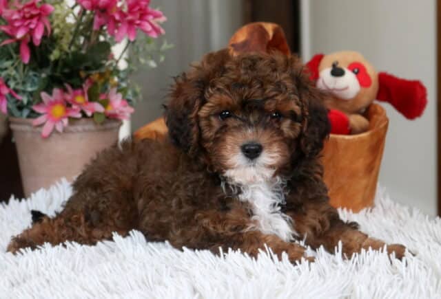 Fluffy chocolate Cavapoo puppy with a white chest patch lying on a soft white blanket, featuring a curly coat and dark round eyes, photographed indoors with pink flowers and a plush toy in the background image