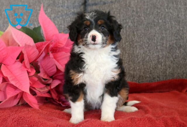 Tri-color Mini Aussiedoodle puppy sitting on a red blanket beside pink poinsettias, featuring a fluffy black, white, and tan coat, white chest and paws, and expressive dark eyes. image