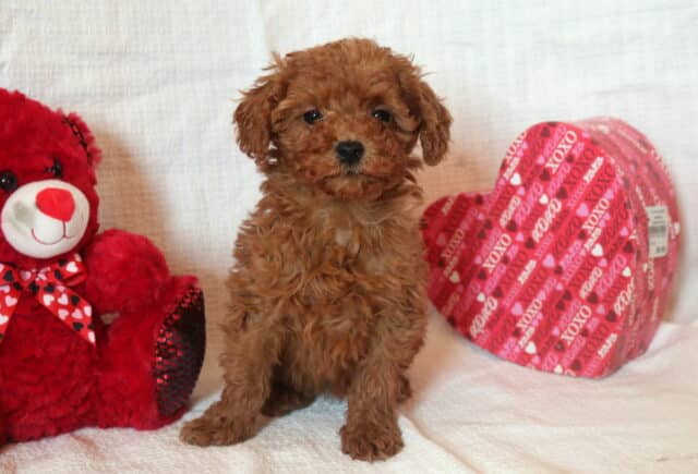 Daisy Mini Goldendoodle image