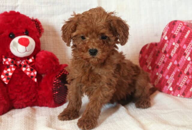 Daisy Mini Goldendoodle2 image