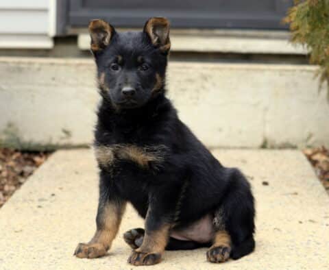 Black and tan German Shepherd puppy sitting upright on a concrete walkway, ears perked and eyes focused forward, showing classic markings with a soft outdoor background.