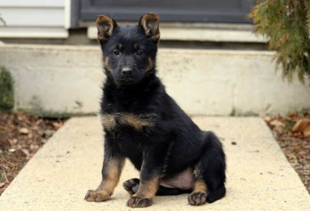 Black and tan German Shepherd puppy sitting upright on a concrete walkway, ears perked and eyes focused forward, showing classic markings with a soft outdoor background. image