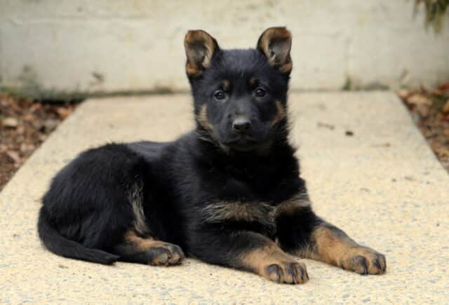 Black and tan German Shepherd puppy lying down on a concrete walkway, ears alert and eyes looking forward, with classic markings and a soft outdoor background. image