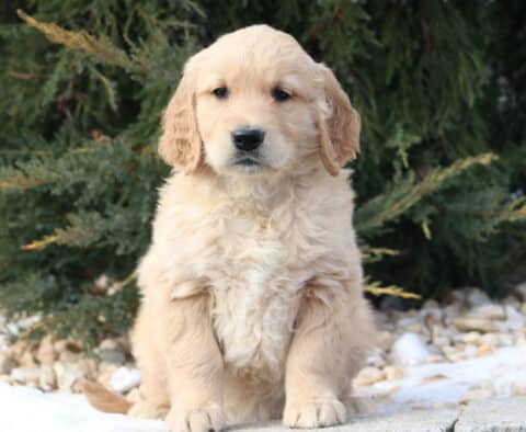 Light golden Golden Retriever puppy sitting outdoors on a stone surface, with fluffy cream-colored fur, gentle dark eyes, and floppy ears, posed in front of evergreen shrubs with patches of snow nearby.