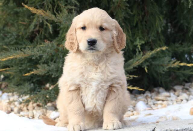 Light golden Golden Retriever puppy sitting outdoors on a stone surface, with fluffy cream-colored fur, gentle dark eyes, and floppy ears, posed in front of evergreen shrubs with patches of snow nearby. image
