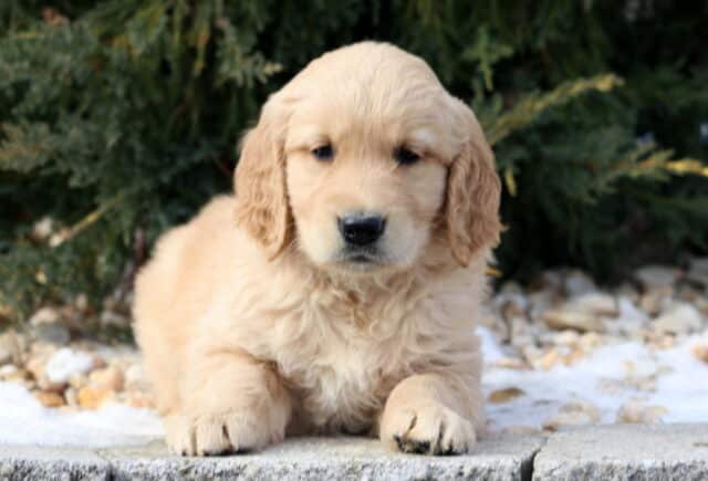 Fluffy light golden Golden Retriever puppy lying on a stone ledge outdoors, with soft cream fur, floppy ears, and a sweet, calm expression, set against evergreen shrubs and small patches of snow. image
