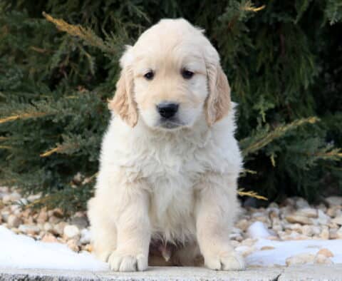 Cream-colored Golden Retriever puppy sitting outdoors near evergreen trees with light snow on the ground, featuring a fluffy coat, soft floppy ears, and a gentle, curious expression.