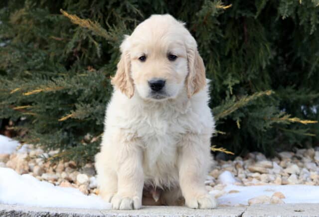 Cream-colored Golden Retriever puppy sitting outdoors near evergreen trees with light snow on the ground, featuring a fluffy coat, soft floppy ears, and a gentle, curious expression. image