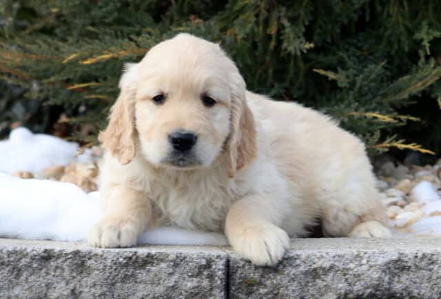 Light cream Golden Retriever puppy lying on a stone ledge outdoors with evergreen trees and patches of snow in the background, showing a fluffy coat, floppy ears, and a calm, sweet expression. image