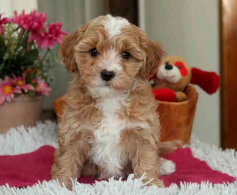 Apricot and white Cavapoo puppy sitting upright on a pink blanket with fluffy curly coat, dark expressive eyes, and a white blaze on the face, photographed indoors with flowers and a plush toy in the background