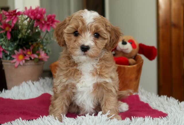 Apricot and white Cavapoo puppy sitting upright on a pink blanket with fluffy curly coat, dark expressive eyes, and a white blaze on the face, photographed indoors with flowers and a plush toy in the background image
