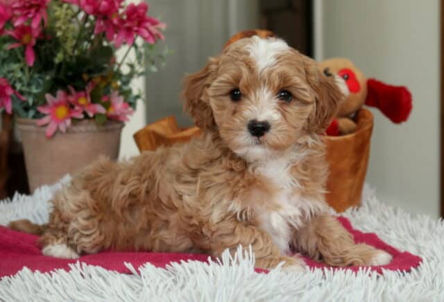 Apricot and white Cavapoo puppy lying comfortably on a pink blanket with soft curly fur, white chest markings, and round dark eyes, photographed indoors beside flowers and a plush toy image