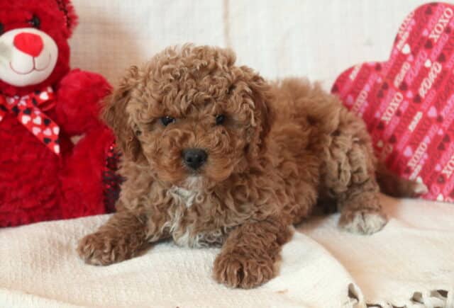 Dash Mini Goldendoodle image