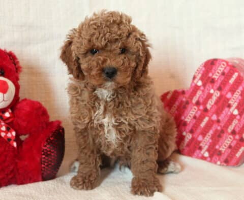 Dash Mini Goldendoodle2