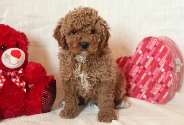 Dash Mini Goldendoodle2 image