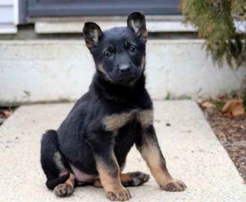 Young black and tan German Shepherd puppy sitting upright on a concrete walkway, ears partially perked, with a gentle expression and sturdy build in an outdoor setting.
