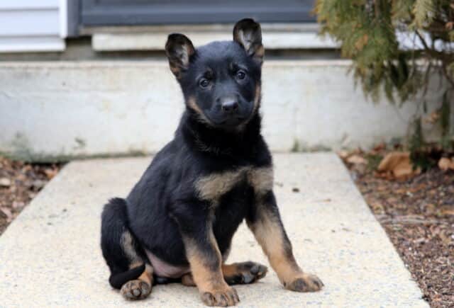 Young black and tan German Shepherd puppy sitting upright on a concrete walkway, ears partially perked, with a gentle expression and sturdy build in an outdoor setting. image