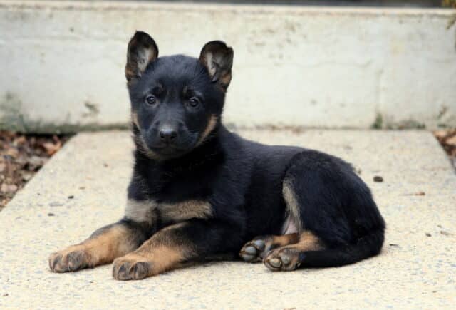 Black and tan German Shepherd puppy lying calmly on a concrete path, ears standing alert, with soft tan markings on the legs and chest in an outdoor setting. image