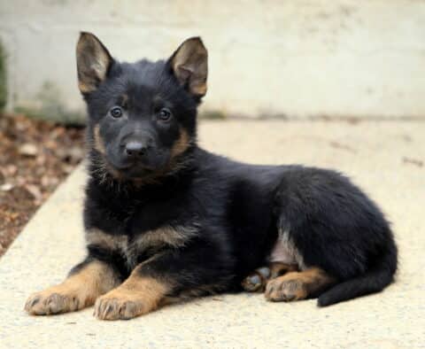Black and tan German Shepherd puppy lying on a concrete path outdoors, with upright ears, bright eyes, and relaxed front paws, showing a calm and curious expression.