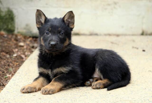 Black and tan German Shepherd puppy lying on a concrete path outdoors, with upright ears, bright eyes, and relaxed front paws, showing a calm and curious expression. image