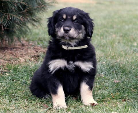 Dixie Border Collie Mix