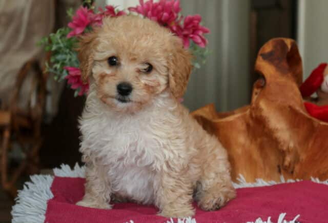Apricot Cavapoo puppy sitting on a pink blanket with soft curly fur, featuring a sweet teddy-bear face and hypoallergenic coat in a cozy indoor setting with flowers and plush décor image
