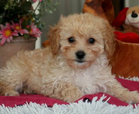 Light apricot Cavapoo puppy lying on a pink blanket with fluffy curls, dark round eyes, and a sweet teddy-bear expression, photographed indoors with flowers and plush toys