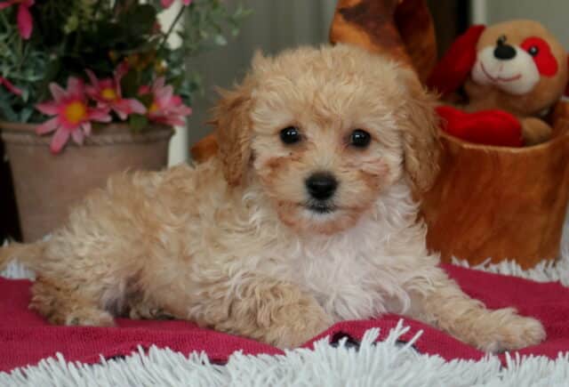 Light apricot Cavapoo puppy lying on a pink blanket with fluffy curls, dark round eyes, and a sweet teddy-bear expression, photographed indoors with flowers and plush toys image