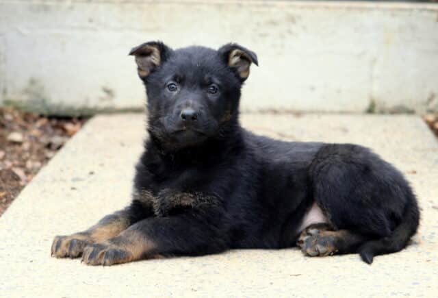 Black and tan German Shepherd puppy lying on a concrete path with front paws stretched forward, floppy ears partially raised and an alert, curious expression. image