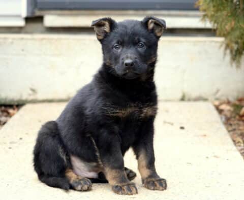 Young black and tan German Shepherd puppy sitting upright on a concrete walkway, ears slightly folded and eyes focused forward with a calm, curious expression.