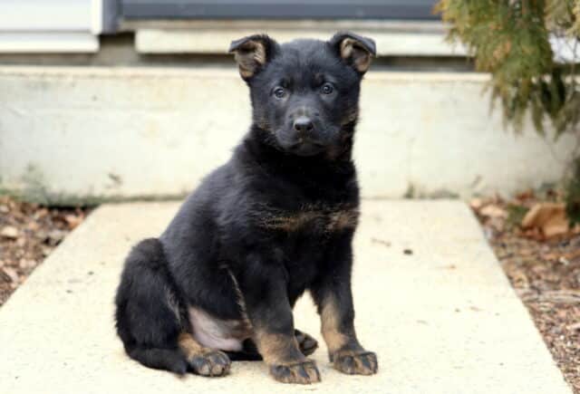 Young black and tan German Shepherd puppy sitting upright on a concrete walkway, ears slightly folded and eyes focused forward with a calm, curious expression. image