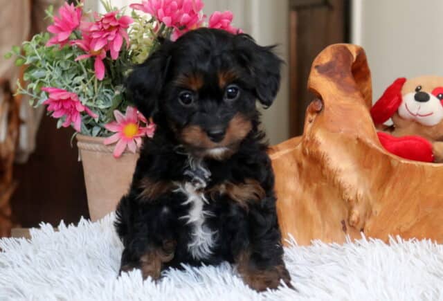Black and tan Cavapoo puppy with a small white chest marking sitting on a fluffy white blanket, featuring a soft wavy coat and expressive dark eyes, photographed indoors with pink flowers and a wooden bowl in the background image
