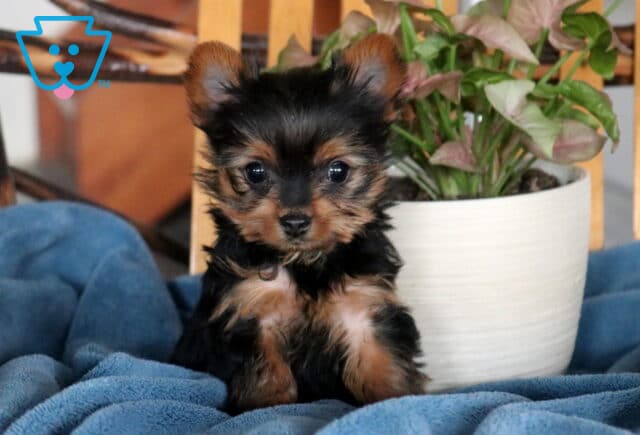 Tiny black and tan Yorkshire Terrier puppy sitting on a soft blue blanket indoors, with perked ears, bright dark eyes, and a small potted plant in the background. image