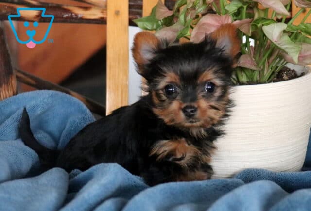 Small black and tan Yorkshire Terrier puppy resting on a plush blue blanket, with one paw tucked forward, upright ears, shiny dark eyes, and a white planter with greenery behind. image