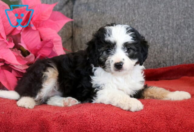 Doris Mini Aussiedoodle image