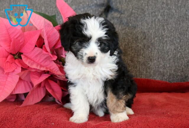 Doris Mini Aussiedoodle2 image