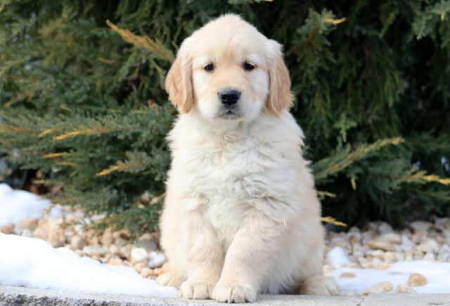 Fluffy light-golden Golden Retriever puppy sitting on a stone edge outdoors, framed by evergreen trees and patches of snow, with soft floppy ears, plush coat, and a gentle, attentive expression. image