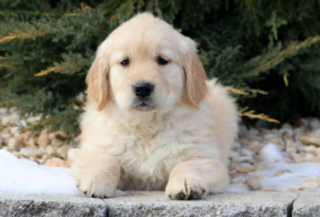 Cream-colored Golden Retriever puppy lying on a stone ledge outdoors, with fluffy fur, soft floppy ears, and a calm, sweet expression, surrounded by evergreen shrubs and light patches of snow. image