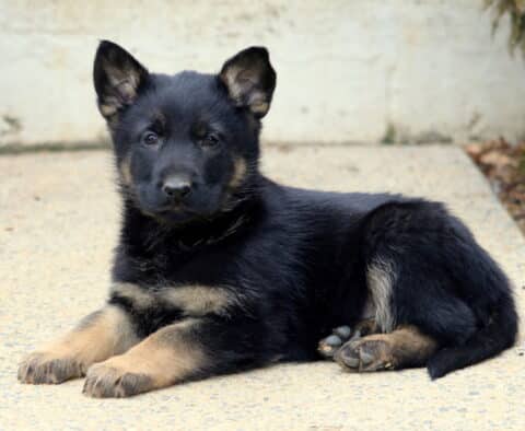 Young German Shepherd puppy with black and tan coloring lying calmly on a concrete walkway, ears perked and eyes focused forward.